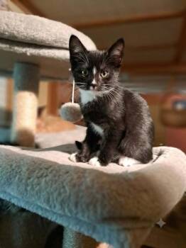 Janice -  Domestic Medium Hair and Norwegian Forest Cat Cat for Adoption in Minneapolis, Minnesota - Janice | PetCurious