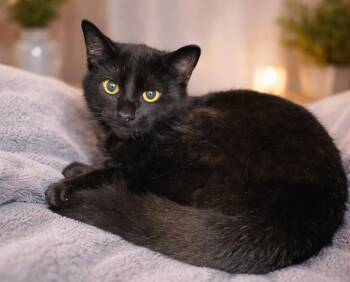 Domestic Short Hair Cats Available for Adoption in Cuyahoga Falls, Ohio - Kitten Kane | PetCurious
