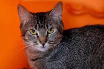 Elsa -  Domestic Short Hair Cat for Adoption in Golden Valley, Minnesota - Elsa | PetCurious