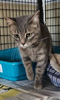 Domestic Medium Hair Cats Available for Adoption - Gry Spotted Tiger | PetCurious