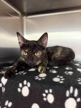 Bisque -  Domestic Short Hair Cat for Adoption in St. Cloud, Florida - Bisque | PetCurious