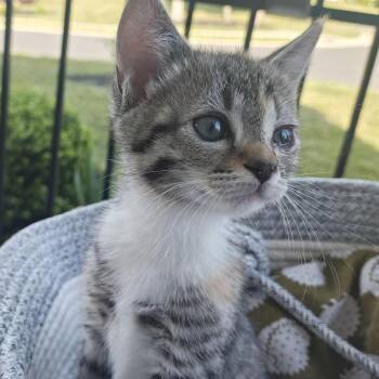 Lil -  Domestic Medium Hair Cat for Adoption in Winston-salem, North Carolina - Lil | PetCurious