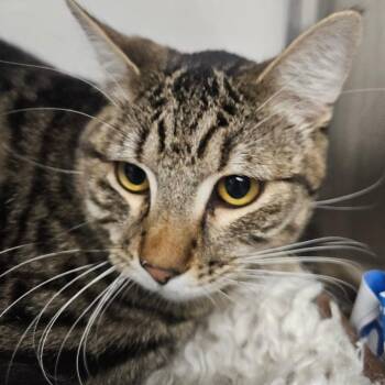 Domestic Short Hair Cats Available for Adoption in Grantsville, Utah - Dorito | PetCurious