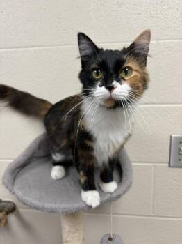Razzle -  Domestic Short Hair Cat for Adoption in Valparaiso, Indiana - Razzle | PetCurious