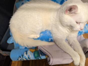 Salish -  Domestic Long Hair Cat for Adoption in Plymouth, Connecticut - Salish | PetCurious