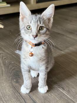 Ash -  Tabby Cat Available for Adoption in Pasco, Washington - Ash | PetCurious