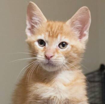 Toulouse -  Domestic Short Hair Cat for Adoption in Kansas City, Kansas - Toulouse | PetCurious