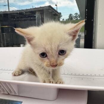 Super Dude -  Domestic Short Hair Cat for Adoption in Columbiana, Alabama - Super Dude | PetCurious
