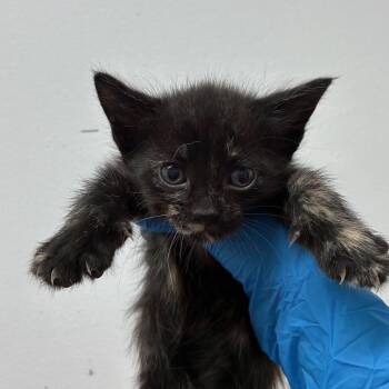 Louise -  Domestic Short Hair Cat for Adoption in Edinburg, Texas - Louise | PetCurious