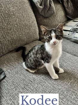 Rescue Domestic Short Hair Cats for Adoption in Berkeley Springs, West Virginia - Kodee | PetCurious