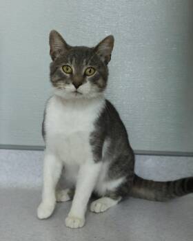 Pierre -  Domestic Short Hair Cat for Adoption in Steinbach, Manitoba - Pierre | PetCurious