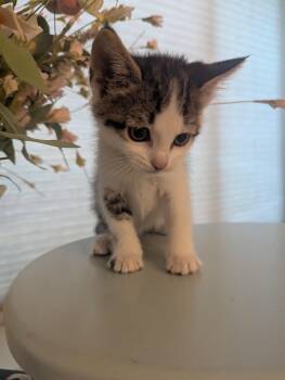 Cow -  Domestic Short Hair Cat for Adoption in Fruit Heights, Utah - Cow | PetCurious