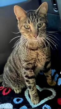 Rescue Tabby Cats for Adoption in Franklin, Tennessee - LOVERBOY JASPER | PetCurious