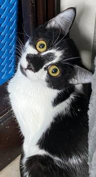 Rescue Domestic Short Hair Cats for Adoption in Encinitas, California - Tennille | PetCurious