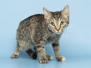 PRINCESS -  Domestic Short Hair Cat for Adoption in Phoenix, Arizona - PRINCESS | PetCurious