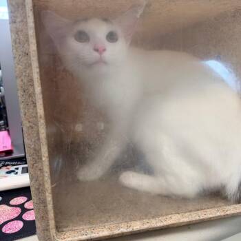 Pumpkin Gobbler -  Domestic Short Hair Cat for Adoption in Philadelphia, Pennsylvania - Pumpkin Gobbler | PetCurious