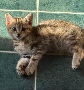 Piper -  Domestic Short Hair Cat for Adoption - Piper | PetCurious