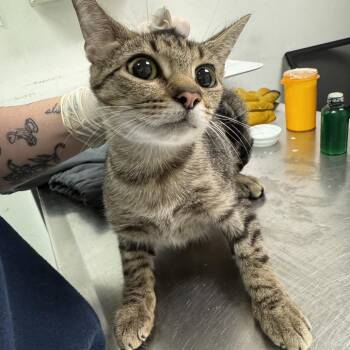 Pluto -  Domestic Medium Hair Cat Available for Adoption in Charleston, West Virginia - Pluto | PetCurious