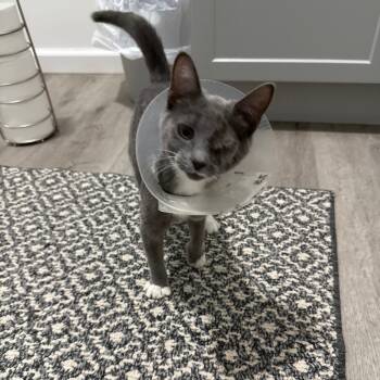 Rescue Domestic Short Hair Cats for Adoption in Muncie, Indiana - Darcy | PetCurious