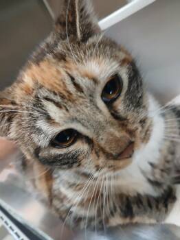 Domestic Short Hair Cats Available for Adoption - Muffin | PetCurious