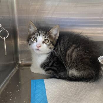 Vaati -  American Shorthair Cat for Adoption in Greensboro, North Carolina - Vaati | PetCurious