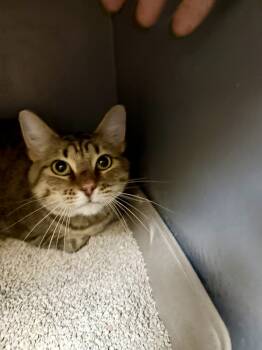 Rescue American Shorthair Cats for Adoption in Austin, Texas - Layla 5 | PetCurious