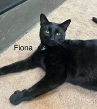 Rescue Domestic Short Hair Cats for Adoption in Closter, New Jersey - Fiona | PetCurious