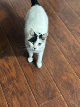 Rescue American Shorthair Cats for Adoption in Middleburg, Florida - Miss Kitty | PetCurious