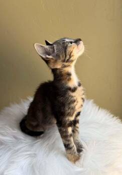 Cookie Dough 2 -  Domestic Short Hair Cat for Adoption in Tucson, Arizona - Cookie Dough 2 | PetCurious