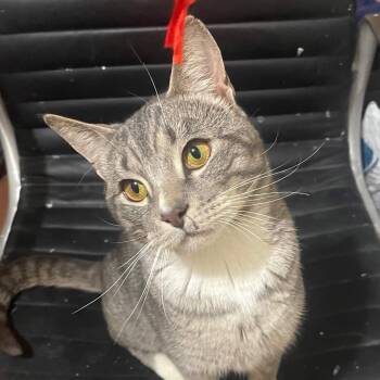 Domestic Short Hair Cats Available for Adoption in Weehawken Township, New Jersey - Mr. Lorenzo | PetCurious