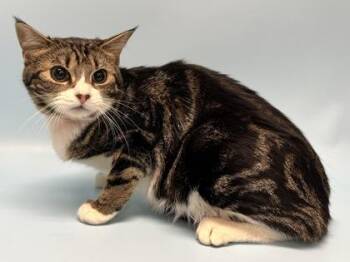 Domestic Short Hair Cats Available for Adoption - Melon | PetCurious