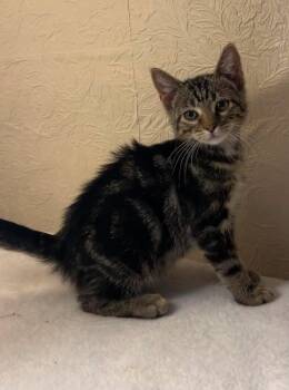Toughy -  Domestic Short Hair Cat for Adoption in Maryville, Missouri - Toughy | PetCurious