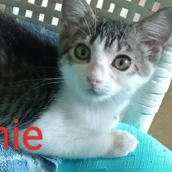 Jamie -  Domestic Short Hair Cat for Adoption in Fort Lauderdale, Florida - Jamie | PetCurious