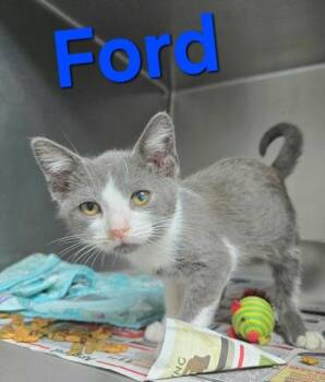 Ford -  Domestic Short Hair Cat for Adoption in Sullivan, Indiana - Ford | PetCurious