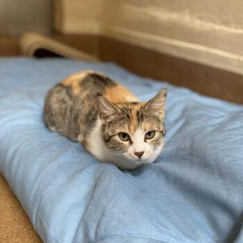 Margarita -  Domestic Short Hair Cat for Adoption in Los Angeles, California - Margarita | PetCurious