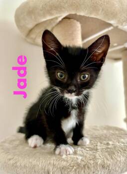 Jade -  Domestic Short Hair Cat for Adoption in Reston, Virginia - Jade | PetCurious