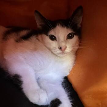 Alico -  Domestic Short Hair Cat for Adoption in Sarasota, Florida - Alico | PetCurious