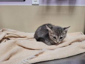 Tayberry -  Domestic Short Hair Cat for Adoption in Vancouver, Washington - Tayberry | PetCurious