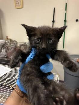 GOOGLY MOOGLY -  Domestic Short Hair Cat for Adoption in Long Beach, California - GOOGLY MOOGLY | PetCurious