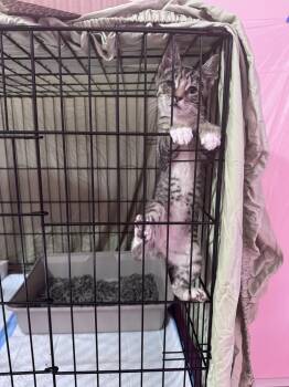 Lil Gem -  Tabby and Domestic Short Hair Cat for Adoption in New York, New York - Lil Gem | PetCurious