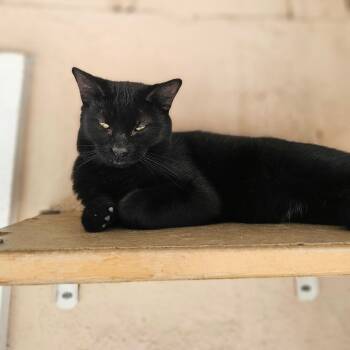 Rescue Domestic Short Hair Cats for Adoption in Laredo, Texas - Luck | PetCurious