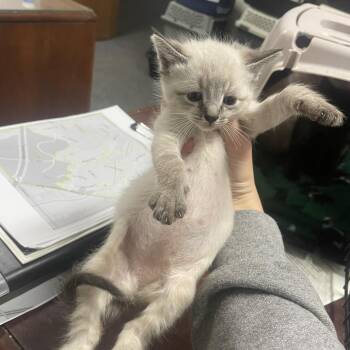Yeti -  Domestic Short Hair Cat for Adoption in Wichita, Kansas - Yeti | PetCurious