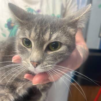 Domestic Short Hair Cats Available for Adoption - Jinx | PetCurious