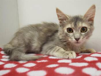 LEXUS -  Domestic Short Hair Cat for Adoption in Sacramento, California - LEXUS | PetCurious
