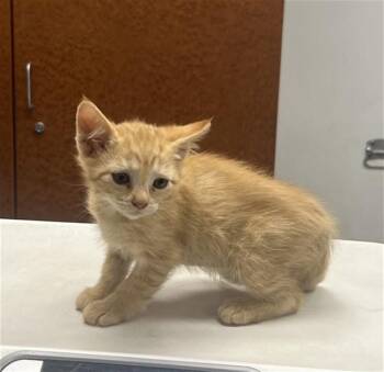 L HIND -  Domestic Short Hair Cat for Adoption in Rancho Cucamonga, California - L HIND | PetCurious
