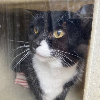Rescue Domestic Short Hair Cats for Adoption in Philadelphia, Pennsylvania - Chica | PetCurious