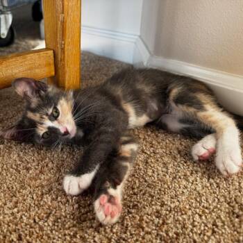 Ginger -  Domestic Short Hair Cat Available for Adoption in Talent, Oregon - Ginger | PetCurious