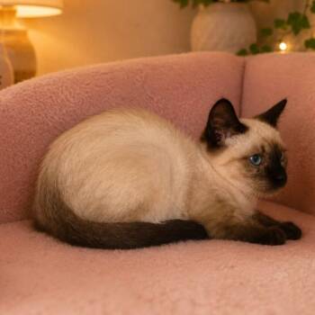 Lillian -  Siamese Cat for Adoption in Gun Barrel City, Texas - Lillian | PetCurious