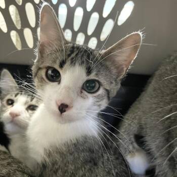 Wiseman -  Domestic Short Hair Cat for Adoption in Carencro, Louisiana - Wiseman | PetCurious