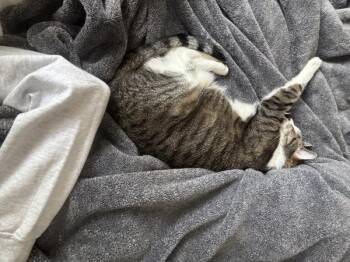 Lily -  Domestic Short Hair Cat for Adoption in New York, New York - Lily | PetCurious